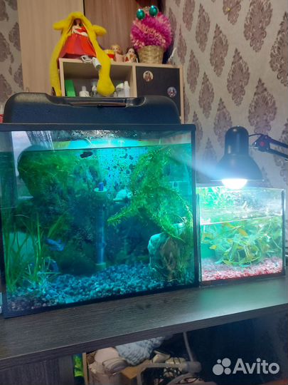Аквариум