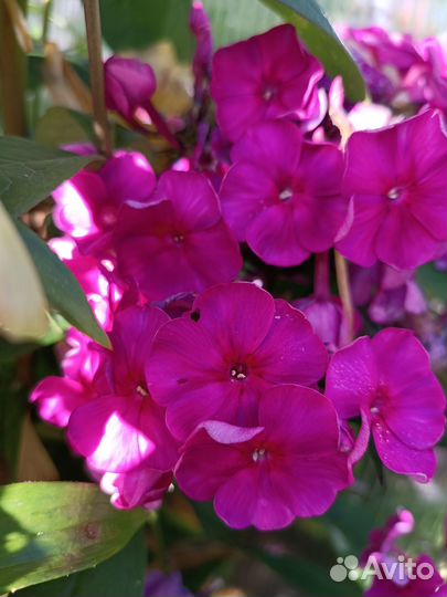 Флоксы многолетние