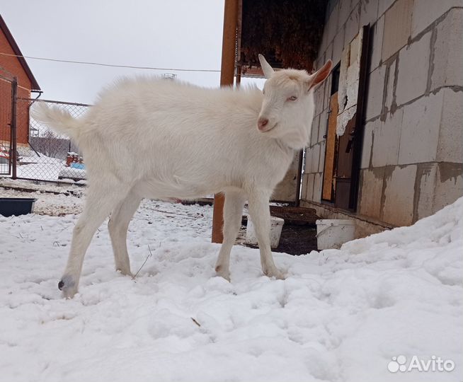 Козел зааненский 100, вязка