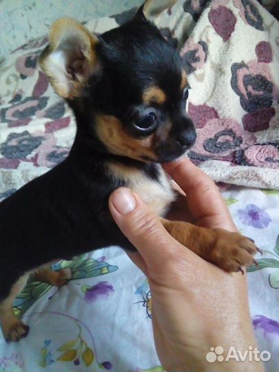 Той-терьер щенки