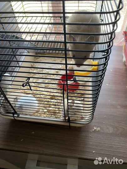 Сирийский хомяк