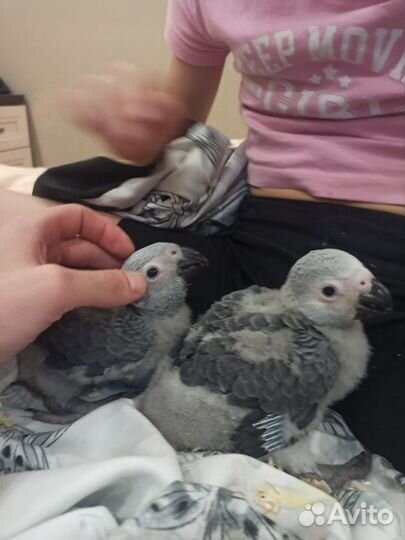 Птенцы крупных говорящих попугаев