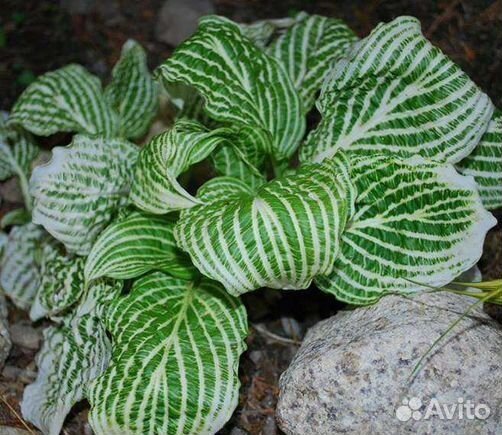 Хоста Second Coming, War Paint и др