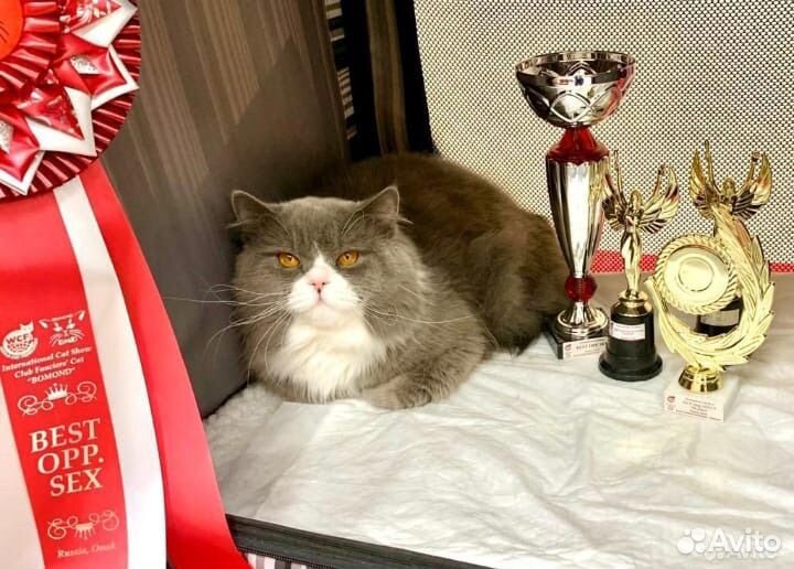 Британские котята