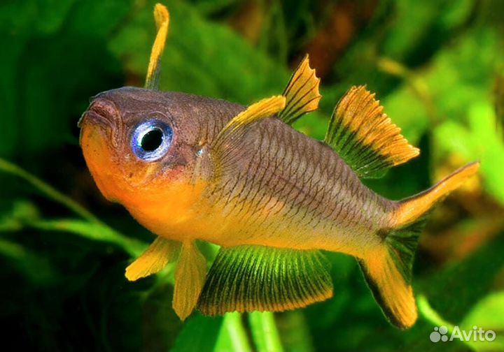 Радужница карликовая Попондетта Фурката