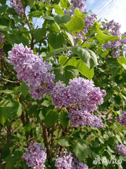 Сирень махровая