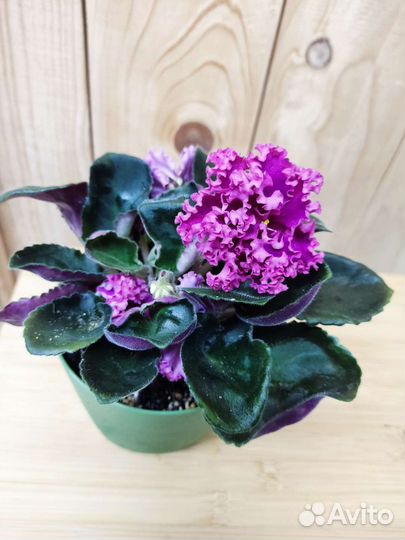 Фиалка Дарья