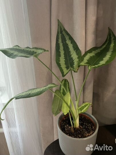 Шизматоглоссис