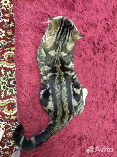 Шотландский кот вязка