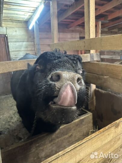 Бык Блэк Ангус