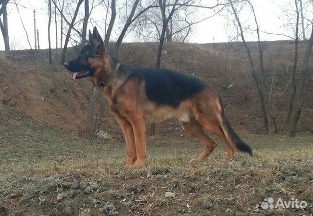 Немецкая овчарка волгограда