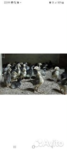 Супер несушка Борковская барвистая