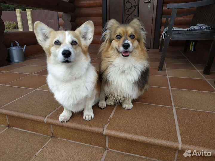 Передержка для собак