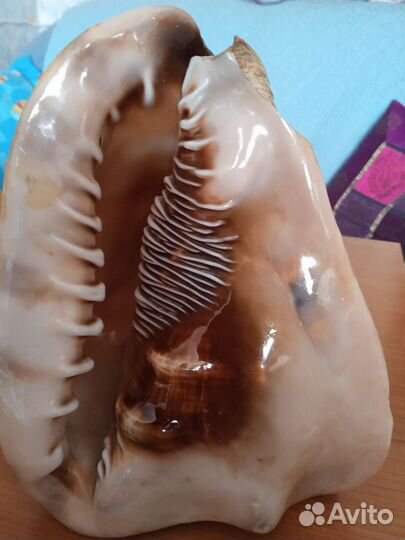 Ракушка высота 19 см