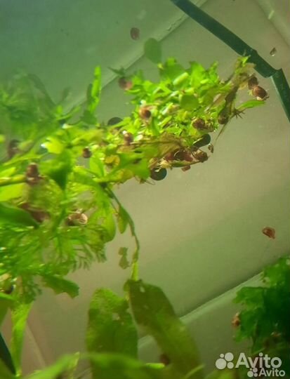 Улитки аквариумные