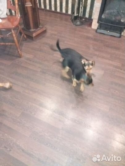 Собака в добрые руки отдам бесплатно