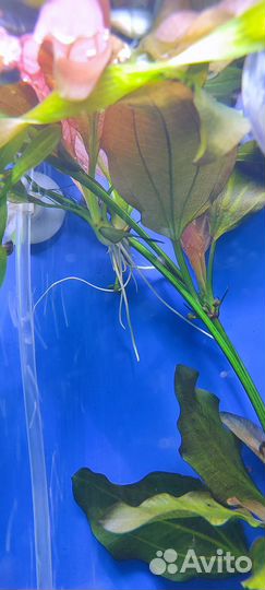 Аквариумное растение - Эхинодорус Малый медведь