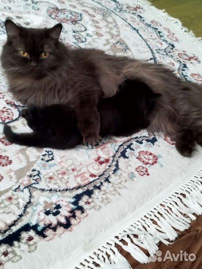 Британские котята