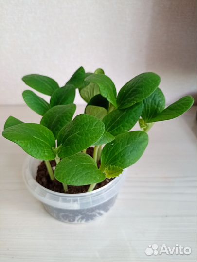 Кабачки рассада
