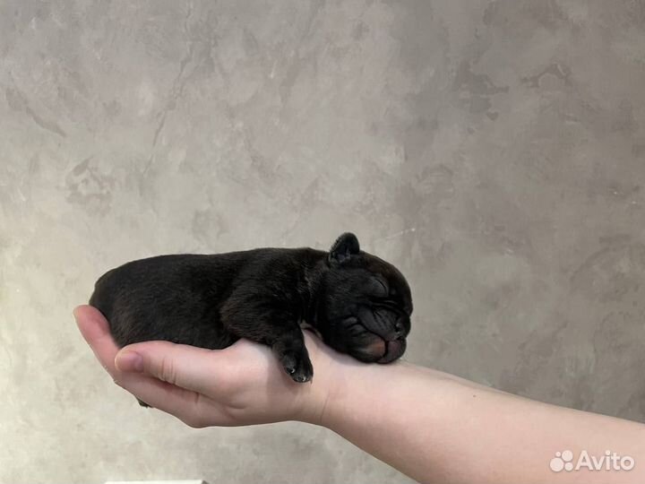 Щенок французского бульдога мальчик