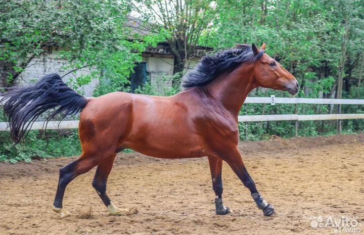 Огромный 176 вх жеребец в любую дисциплину