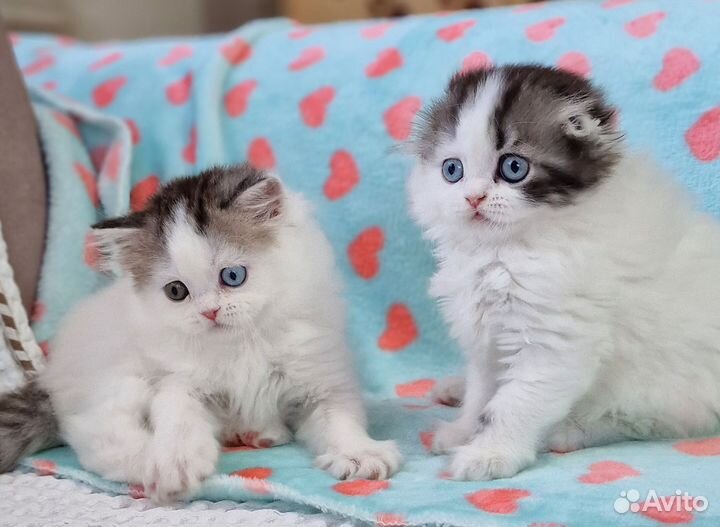 Шотландская