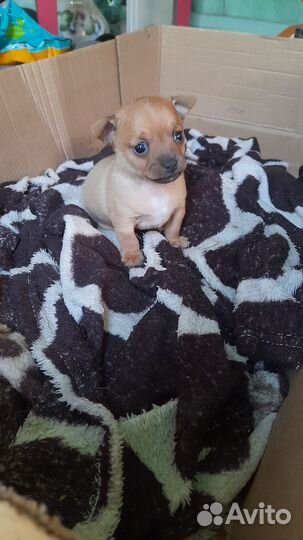 Мини той-терьер щенки