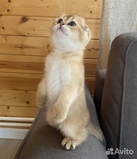 Шотландская вислоухая кошечка