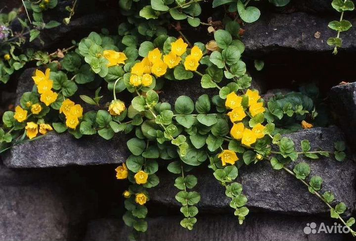 Многолетники для сада- бадан, клубни георгина