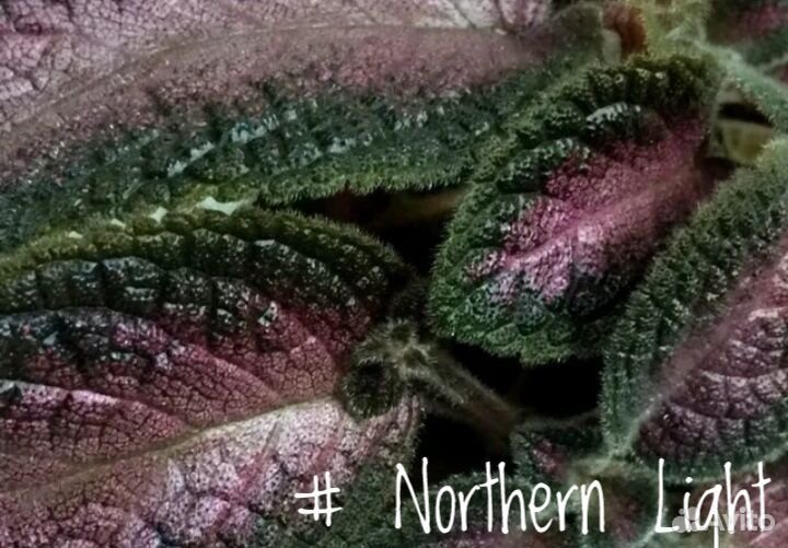 Эписция (Episcia)