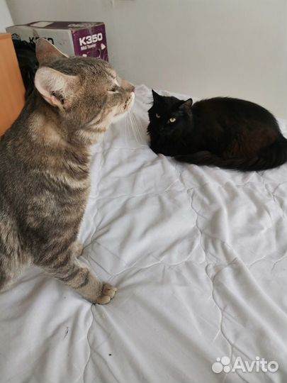 Серый котик с коротким хвостиком ищет дом