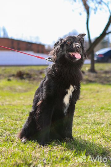 Шикарный черный пес Пушкин ждет семью
