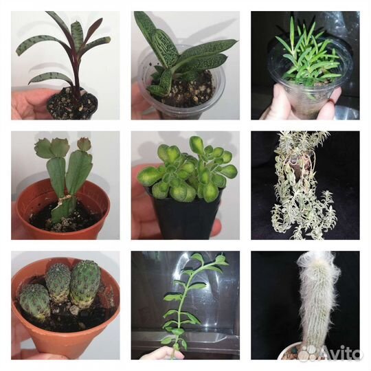 Суккуленты разные