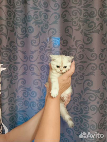 Продаю котенка