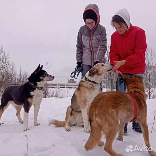 Галантный пёс-компаньон