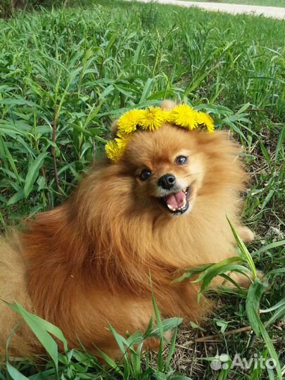 Вязка замечательный шпиц