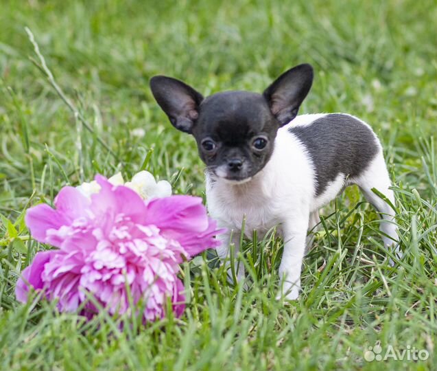Чихуахуа очаровательная мини девочка