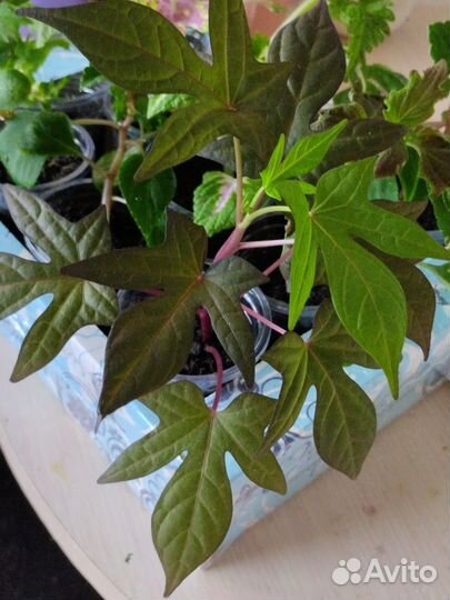 Ипомея батат