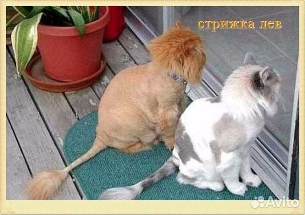 Стрижка собак и кошек