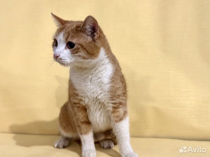 Рыжая кошка добрым людям