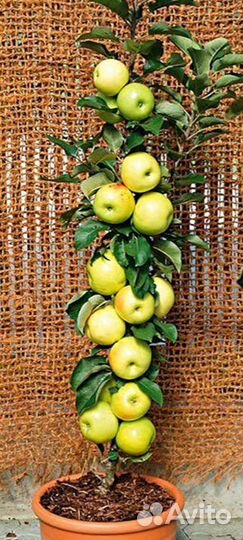 Яблоня Медок