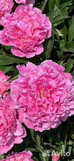 Корни сортовых пионов