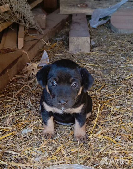 Щенки ягдтерьера