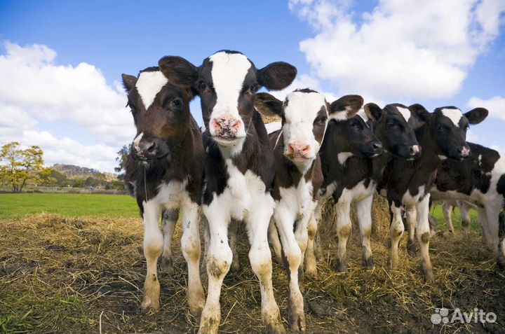 Бычки и телята