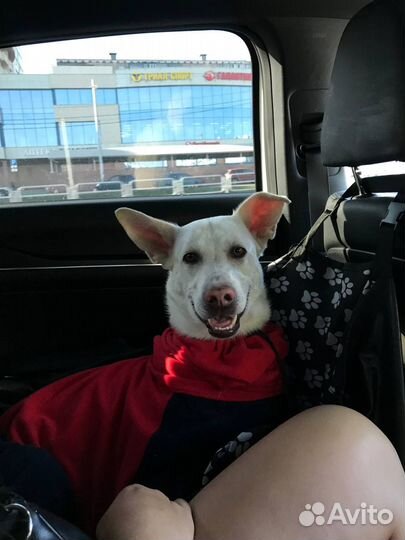 Домашняя передержка собак и кошек