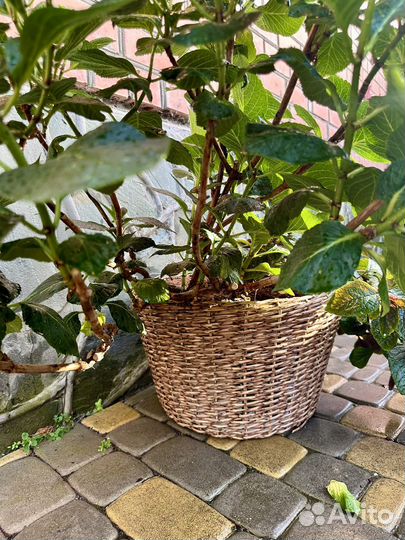 Гортензия крупнолистная