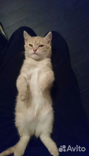 Рыжие, шикарные, плюшевые котята в добрые руки