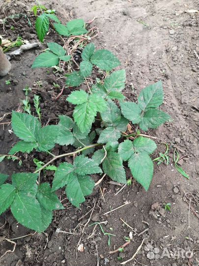 Саженцы ежевики