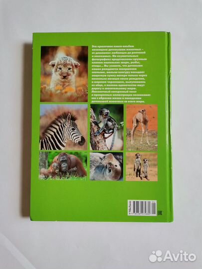 Моя большая книга о детенышах животных 1000 фото