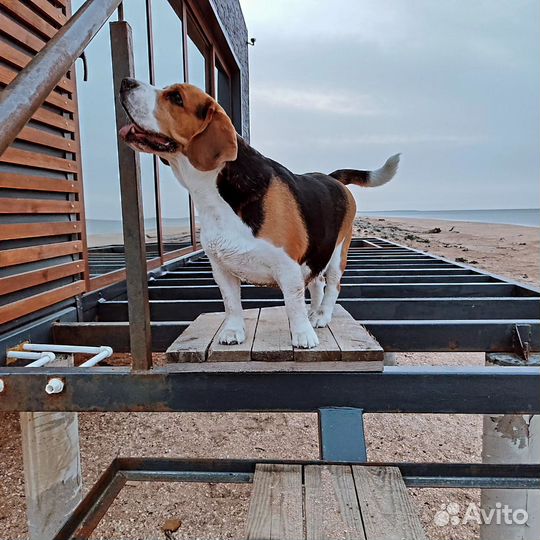 Вязка Бигль